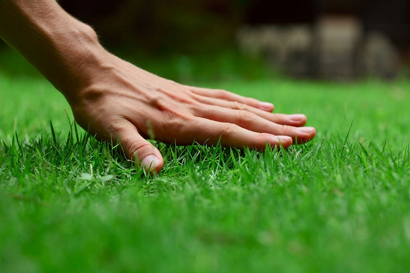 как правильно сажать газонную траву на даче