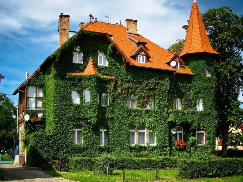 вертикальное озеленение дачного дома фото